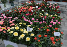 Roses Forever dit not only presente its novelties, but also a range of not jet commercial varieties. Depending on the feed back, the breeder could decide where to put extra focus on.